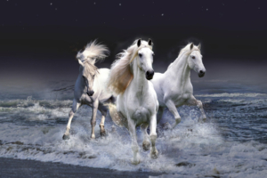Mystic Horses1605310750 300x200 - Mystic Horses - Parrot, Mystic, Horses